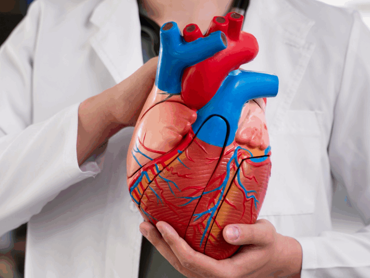 Basic Heart Health Check up banner img